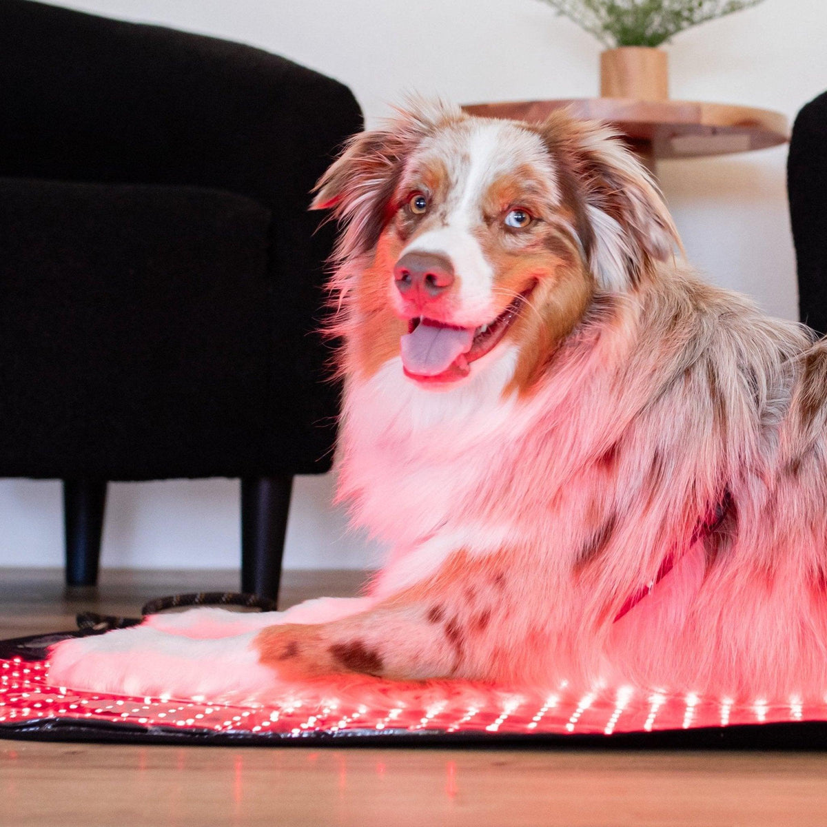 Red Light Therapy: What the Science Actually Says